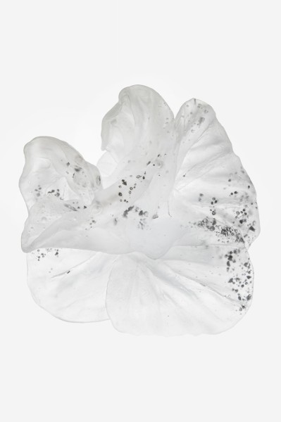 Biota